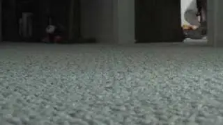 The Escort