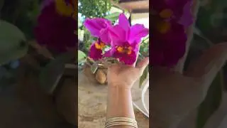 Few mega blooms of orchids, even in Florida&rsquo;s cold weather!