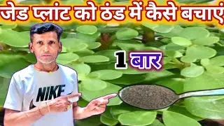 जेड प्लांट को ठंड से कैसे बचाएं z plant ko thand Se kaise bachayen