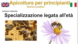 Api operaie: specializzazione legata all'et&agrave; (specializzazione etaria)