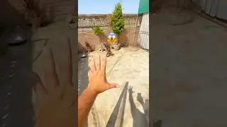 How to Catch Big Eagle 🦅 Easy trap Eagle #birds #shorts #viralvideo #trending #eagles #trap