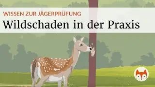 🦌 Land- & Waldbau &ndash; Wildsch&auml;den in der Land- und Forstwirtschaft - Vorschau