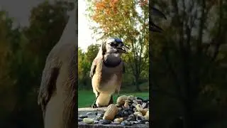 Blue jay picks up a breakfast peanut
