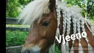 Pony's en Paarden Manege Koopman