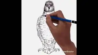 Eagle drawing|| easy tutorial step by step eagle drawing / cheel ka pyaara sa chitr.