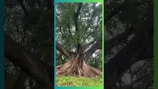 Majestic White Silk Cotton Tree 🌳 | Ceiba pentandra | 200-Year-Old Wonder in India!