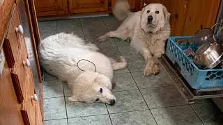 Livestock guardian dogs in the house, should you break the rules?