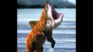 Watch Out For Bearsharks (8-bit Hardcore)