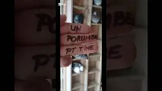 Tată: original Dan V, linia Olimpicu &times; Jellema, fiu din 737 Orion Detalii &icirc;n privat pentru doritori
