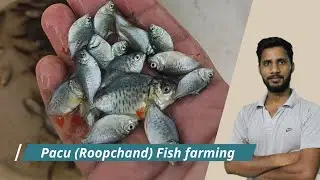 Pacu (Roopchanda) Fish Farming, Pacu Fish Farming in Pond.