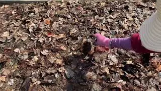 How to Prepare Raised Bed Garden in the Fall for Next Spring Planting Season