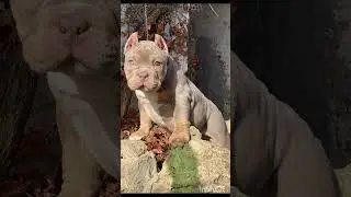 Ну какая же она Классная!!! забронирована #americanbully #амбуль #булли #puppy