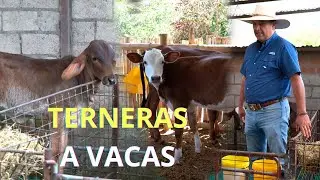 Crianza de TERNERAS a Vacas Lecheras