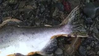 Some Interesting Pink and Chum Salmon HD Video Clips
