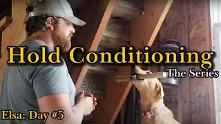 Hold Conditioning Elsa: Day #5