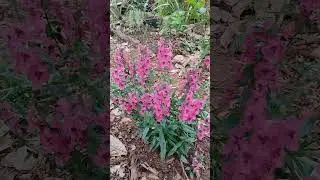 Minha Angelonia florida!