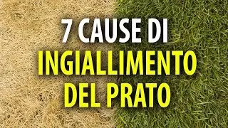 7 Cause di Ingiallimento del Prato