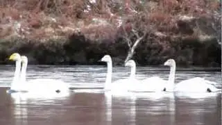 Whooper Swan  & family