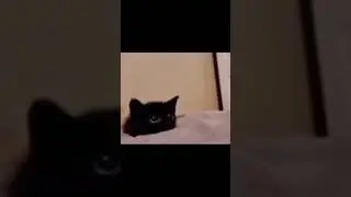 Memes Random Pt. 420 #meme #memes #viral #funny #shortvideo #youtube #shorts #compilation #humor