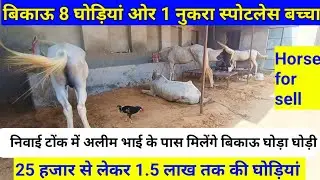 बिकाऊ घोड़ियां ! bikau ghoda ghodi! horse for Sell! bikau Nukari ghodi! bikau Nukara ghoda #horse