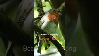 Beautiful Birds Singing - European Robin, Robin Redbreast #birdsounds