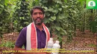 Green Planet Bio Products for Pepper & Arec, from 5years.  Farmer : Mr. Manjunath Bhatt ,Yellapura