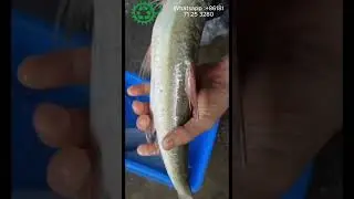How to clean easily Fish  #fishcleaning #fish #chinamachine #shorts मछली काटने की मशीन भारतमछली