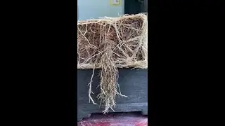 Quick-acting rooting powder, explosive root growth