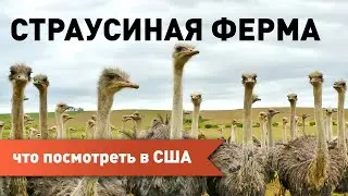 Страусы как символ того, что иммигранты в США могут всё