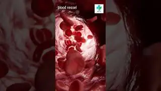 How Smoking Causes High BP ?