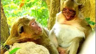 Oh! Very much Spoil monkey Sweet pea request mum popeye, mum Very Angry .