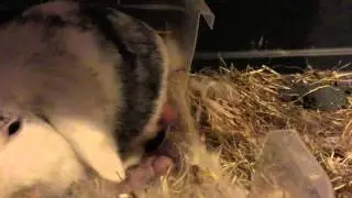 Preparing to feed - standing on the babies