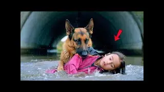 Retired K9 Dog Saves Drowning Girl in Flood &mdash; Then Faces a Death Sentence
