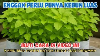 Cara Menanam Bayam Di Rumah Dengan Lahan Terbatas, Bisa Panen Setiap Hari