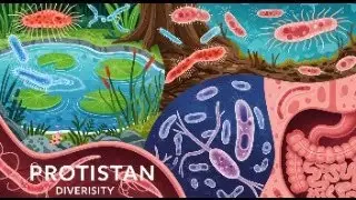 Protistan Diversity (Part 2) | Animal-like Protists (Protozoa) | Zoology B.Sc. 2nd Year | By Anagha