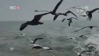flying birds, birds over sea, nature video, peaceful birds, seagulls flying, relaxing videosky birds