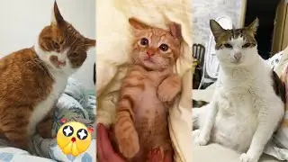 CAT LOVERS Beware These Adorable Reactions Will Steal Your Heart 😽 Funniest New Videos About CATS