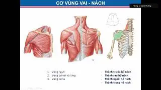 Ôn thi SĐH Y Hà Nội 2025 - Giải Phẫu (Buổi 2) - Chi Trên ( TS. Lê Mạnh Thường)