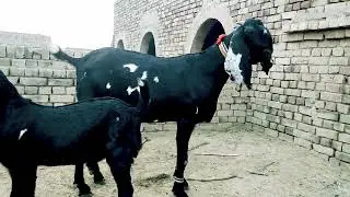 Baredar Bacha 0311=96=94=785