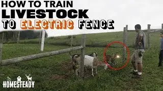 The BEST WAY to train livestock to Electric Fence - Goats, Cows, Pigs and Sheep
