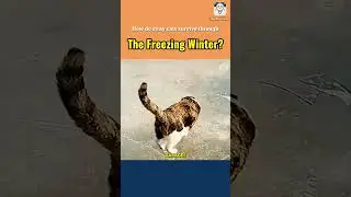 How do stray cats survive through the freezing winter