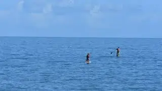 Injured kangaroo saved from sea at Hervey Bay Kanagroo