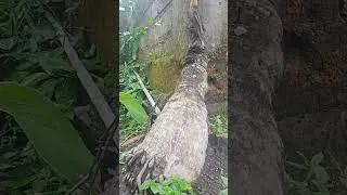 Bonggol kelapa jumbo