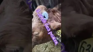 🌾🐮Операция прошла отлично👍👏#farm #ферма #cow #корова #veterinary #ветеринар #коровы