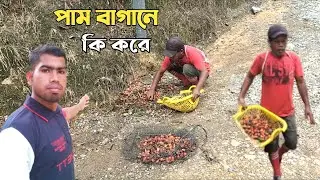 পাম বাগানের প্রবাসীদের বিজির কাজ | Malaysia palm oil plantation company work