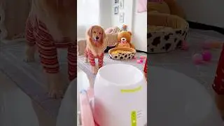 #pet #petlover #petbonding #fyp