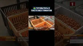 🤷&zwj;♂️ ЭКОНОМИЯ НА ПОМИДОРАХ В ВЕЛИКОБРИТАНИИ. #великобритания #кризис #экономика #shorts