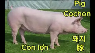Pig sound. Son de cochon, 돼지소리, 豚の鳴き声, tiếng lợn k&ecirc;u