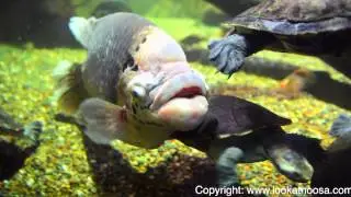 SEA LIFE Mooloolaba