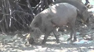 Bornean Bearded Pig